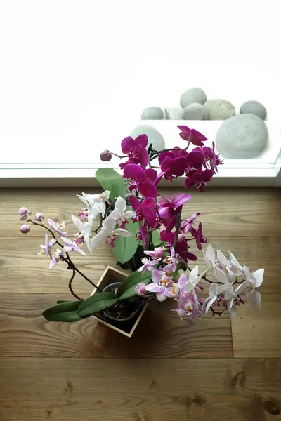 Orchideenpflanze Auf Holzboden — Stockfoto