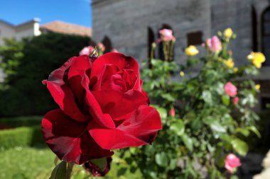 Bahçenin yeşilliğinin arasında kırmızı bir gül