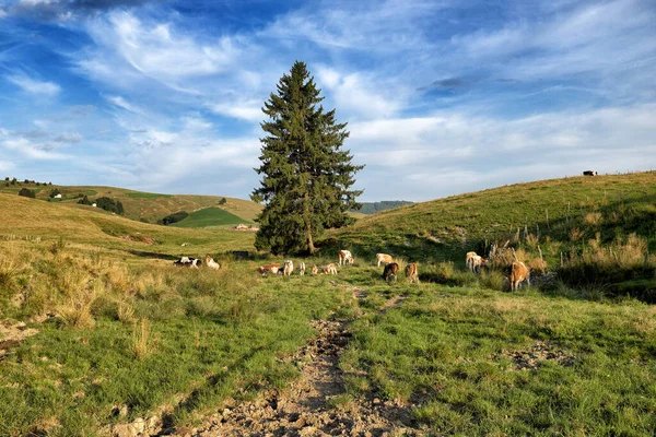 Berglandschap Met Grazende Koeien — Stockfoto