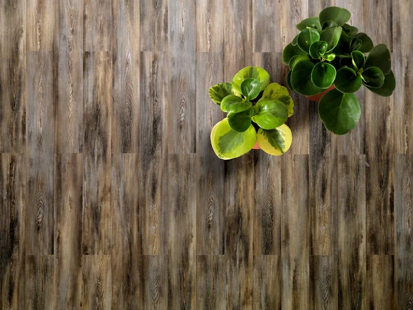 Textur Eines Holzfußbodens Mit Pflanzen — Stockfoto
