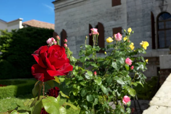 Rote Rose Grün Des Gartens — Stockfoto