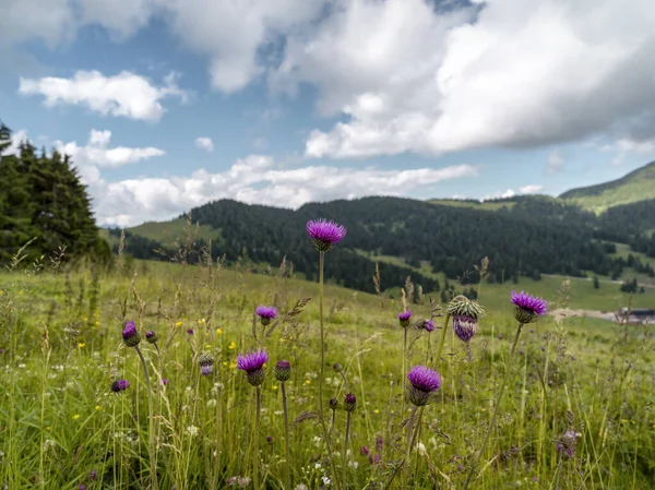 Paarse Bloem Met Berglandschap — Stockfoto