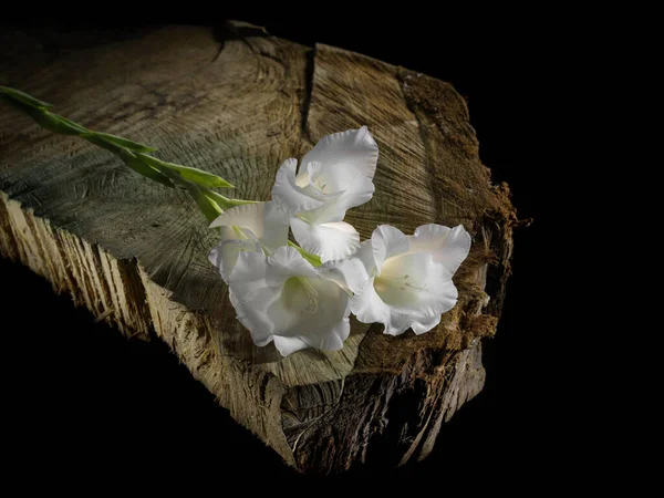 Flor Branca Tronco Árvore — Fotografia de Stock