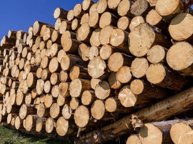 Dağlarda kesilen ağaç gövdelerinin dokusu