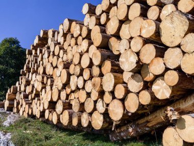 Dağlarda kesilen ağaç gövdelerinin dokusu