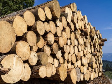 Dağlarda kesilen ağaç gövdelerinin dokusu