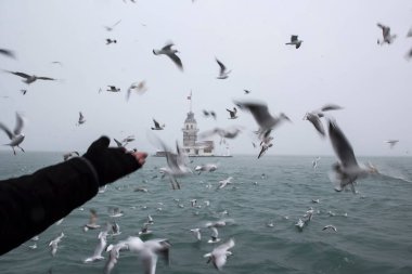 Bakire Kulesi (Kiz Kulesi) kışın karla kaplı ve İstanbul, Türkiye 'den martı kuşları var.