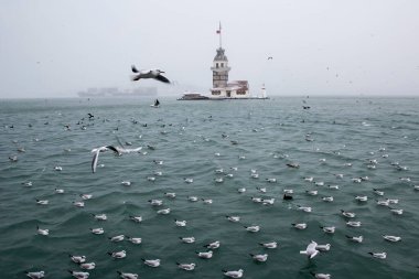 Bakire Kulesi (Kiz Kulesi) kışın karla kaplı ve İstanbul, Türkiye 'den martı kuşları var.
