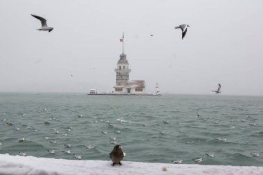 Bakire Kulesi (Kiz Kulesi) kışın karla kaplı ve İstanbul, Türkiye 'den martı kuşları var.