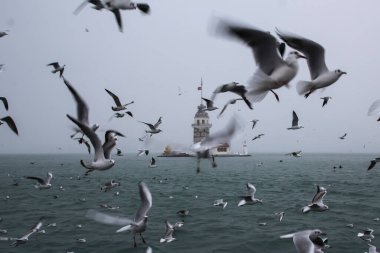 Bakire Kulesi (Kiz Kulesi) kışın karla kaplı ve İstanbul, Türkiye 'den martı kuşları var.