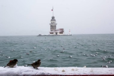 Bakire Kulesi (Kiz Kulesi) kışın karla kaplı ve İstanbul, Türkiye 'den martı kuşları var.