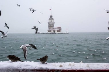Bakire Kulesi (Kiz Kulesi) kışın karla kaplı ve İstanbul, Türkiye 'den martı kuşları var.