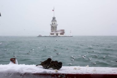 Bakire Kulesi (Kiz Kulesi) kışın karla kaplı ve İstanbul, Türkiye 'den martı kuşları var.