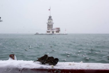 Bakire Kulesi (Kiz Kulesi) kışın karla kaplı ve İstanbul, Türkiye 'den martı kuşları var.