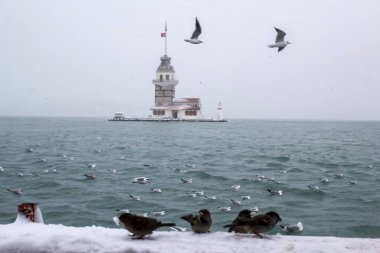 Bakire Kulesi (Kiz Kulesi) kışın karla kaplı ve İstanbul, Türkiye 'den martı kuşları var.