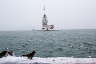 Bakire Kulesi (Kiz Kulesi) kışın karla kaplı ve İstanbul, Türkiye 'den martı kuşları var.