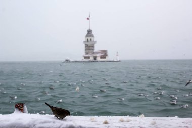 Bakire Kulesi (Kiz Kulesi) kışın karla kaplı ve İstanbul, Türkiye 'den martı kuşları var.