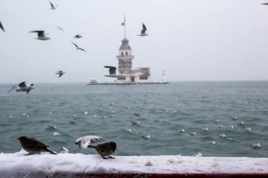 Bakire Kulesi (Kiz Kulesi) kışın karla kaplı ve İstanbul, Türkiye 'den martı kuşları var.