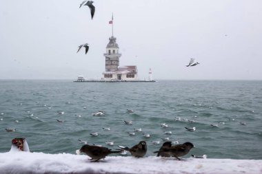 Bakire Kulesi (Kiz Kulesi) kışın karla kaplı ve İstanbul, Türkiye 'den martı kuşları var.