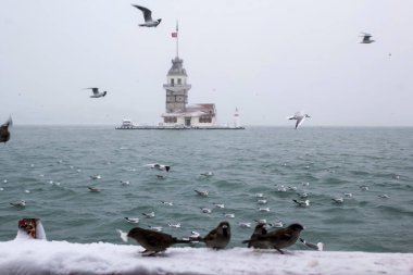 Bakire Kulesi (Kiz Kulesi) kışın karla kaplı ve İstanbul, Türkiye 'den martı kuşları var.