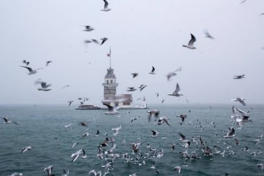 Maiden's Tower (Kiz Kulesi) winter with snow and there are seagull birds around, from Istanbul, Turkey clipart