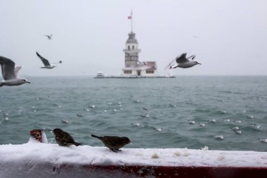 Bakire Kulesi (Kiz Kulesi) kışın karla kaplı ve İstanbul, Türkiye 'den martı kuşları var.