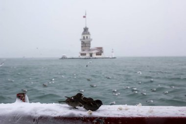Bakire Kulesi (Kiz Kulesi) kışın karla kaplı ve İstanbul, Türkiye 'den martı kuşları var.