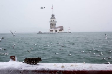 Bakire Kulesi (Kiz Kulesi) kışın karla kaplı ve İstanbul, Türkiye 'den martı kuşları var.