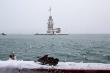 Bakire Kulesi (Kiz Kulesi) kışın karla kaplı ve İstanbul, Türkiye 'den martı kuşları var.