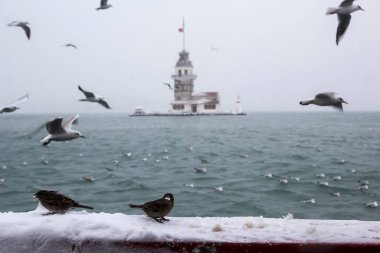 Bakire Kulesi (Kiz Kulesi) kışın karla kaplı ve İstanbul, Türkiye 'den martı kuşları var.