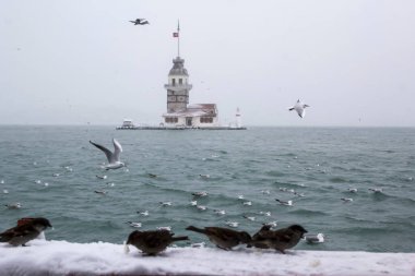 Bakire Kulesi (Kiz Kulesi) kışın karla kaplı ve İstanbul, Türkiye 'den martı kuşları var.