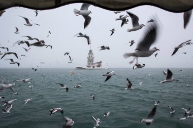 Bakire Kulesi (Kiz Kulesi) kışın karla kaplı ve İstanbul, Türkiye 'den martı kuşları var.