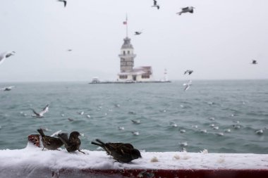Bakire Kulesi (Kiz Kulesi) kışın karla kaplı ve İstanbul, Türkiye 'den martı kuşları var.