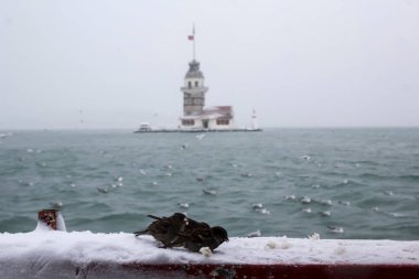 Bakire Kulesi (Kiz Kulesi) kışın karla kaplı ve İstanbul, Türkiye 'den martı kuşları var.