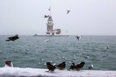 Bakire Kulesi (Kiz Kulesi) kışın karla kaplı ve İstanbul, Türkiye 'den martı kuşları var.