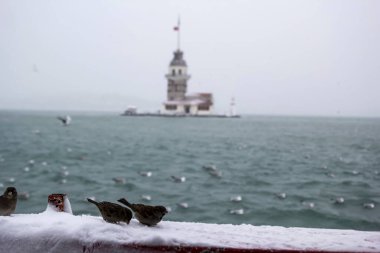 Bakire Kulesi (Kiz Kulesi) kışın karla kaplı ve İstanbul, Türkiye 'den martı kuşları var.