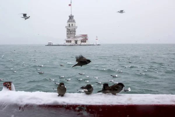 Maiden Tower Kiz Kulesi Winter Snow Seagull Birds Istanbul Turkey — стоковое фото