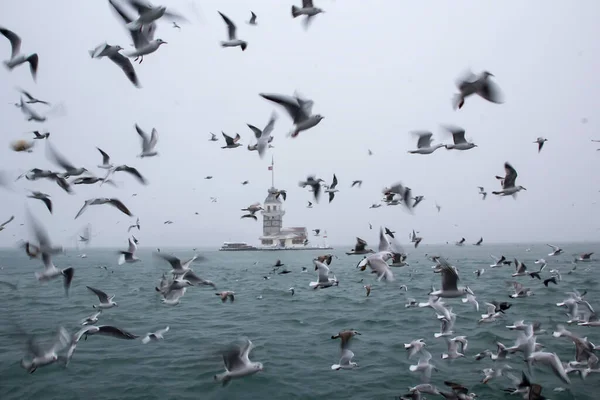 Panenská Věž Kiz Kulesi Zima Sněhem Kolem Jsou Racci Istanbulu — Stock fotografie