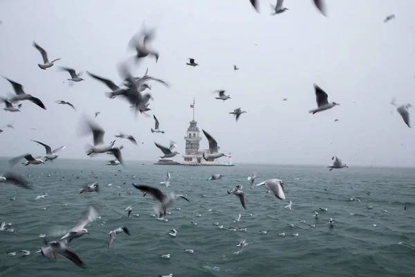 Der Maidenturm Kiz Kulesi Überwintert Mit Schnee Und Gibt Möwenvögel — Stockfoto