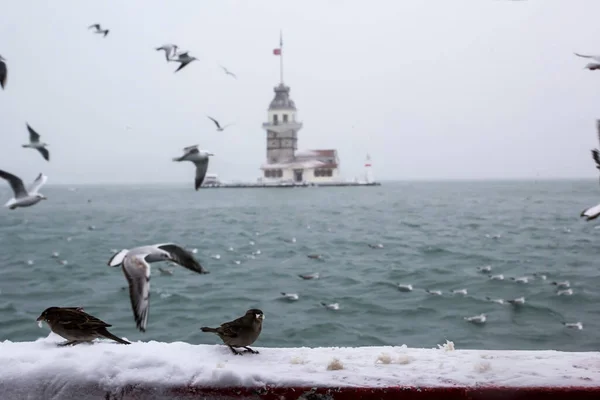 Der Maidenturm Kiz Kulesi Überwintert Mit Schnee Und Gibt Möwenvögel — Stockfoto