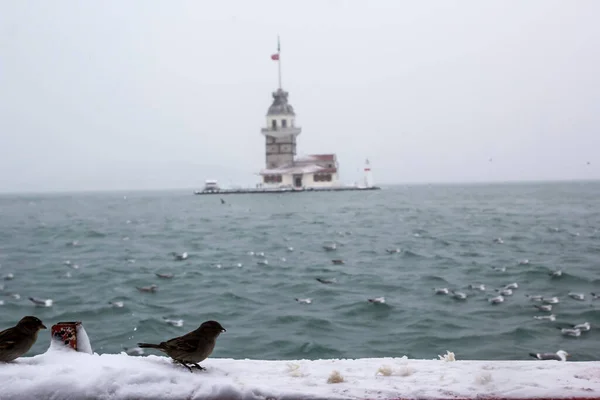 Maiden Tower Kiz Kulesi Winter Snow Seagull Birds Istanbul Turkey — стоковое фото