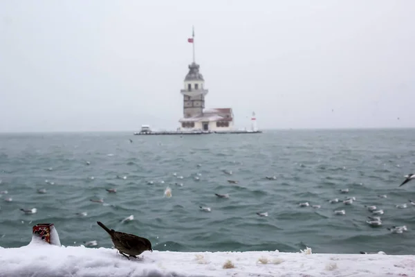 Maiden Tower Kiz Kulesi Winter Snow Seagull Birds Istanbul Turkey — стоковое фото