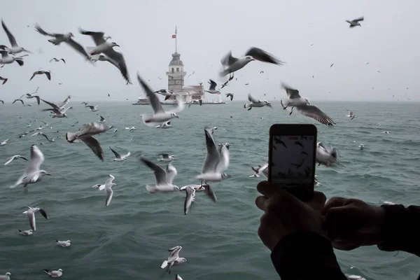 Panenská Věž Kiz Kulesi Zima Sněhem Kolem Jsou Racci Istanbulu — Stock fotografie