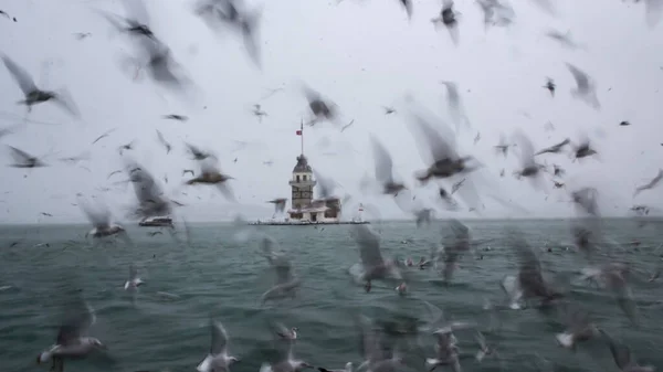 Panenská Věž Kiz Kulesi Zima Sněhem Kolem Jsou Racci Istanbulu — Stock fotografie