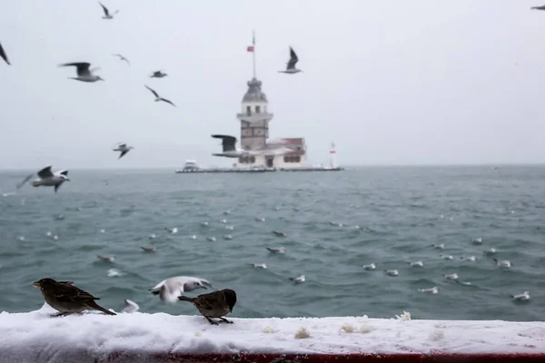 Maiden Tower Kiz Kulesi Winter Snow Seagull Birds Istanbul Turkey — стоковое фото