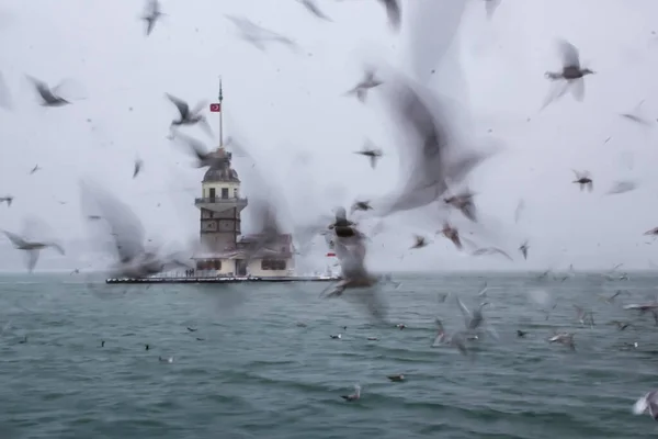 Panenská Věž Kiz Kulesi Zima Sněhem Kolem Jsou Racci Istanbulu — Stock fotografie
