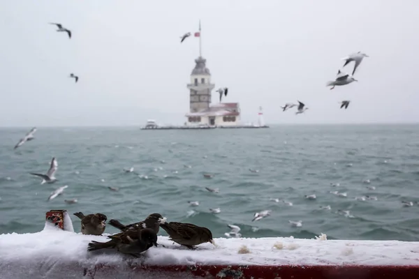 Maiden Tower Kiz Kulesi Winter Snow Seagull Birds Istanbul Turkey — стоковое фото