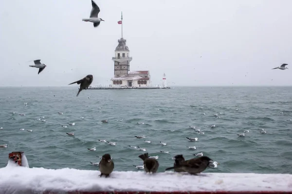 Maiden Tower Kiz Kulesi Winter Snow Seagull Birds Istanbul Turkey — стоковое фото