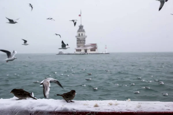 Maiden Tower Kiz Kulesi Winter Snow Seagull Birds Istanbul Turkey — Stock Photo, Image