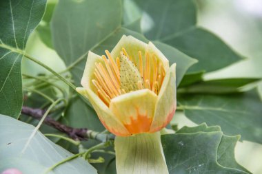 Arka planda sarı çiçek